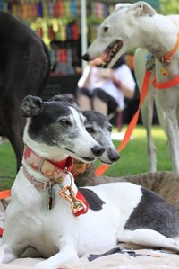 Maggie and Pippi 1st grapehounds va